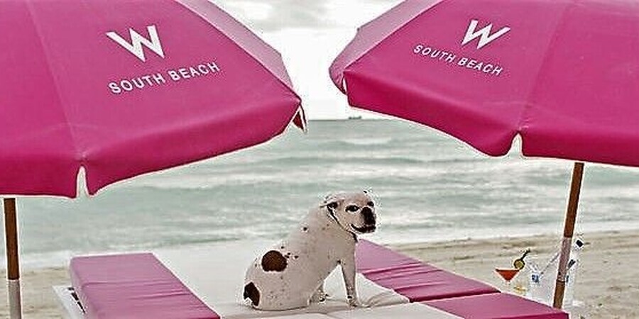 Miami Beach Pet-Friendly Hotels and Perks 