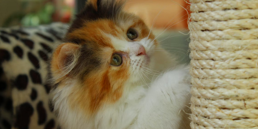 Photo: Unsplash How to Train Your Cat to Use a Scratcher