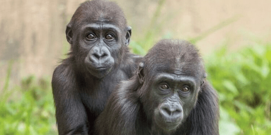 How The Philadelphia Zoo Celebrates Mother's Day