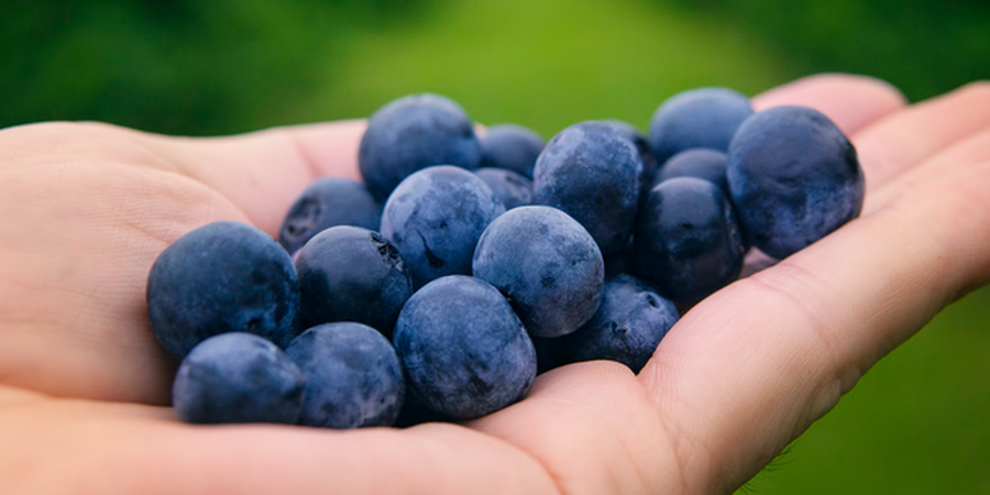 New Jersey’s State Fruit: The Delicious Blueberry  New Jersey’s State Fruit: The Delicious Blueberry