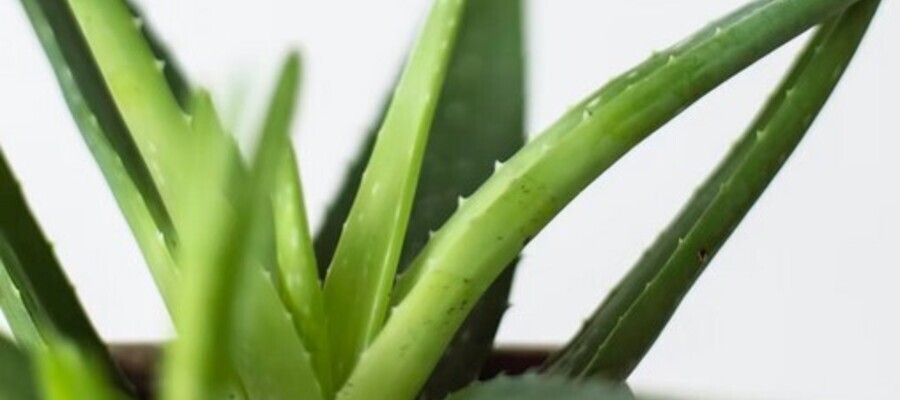 Benefits Of Using Aloe Vera For Skin Care & More