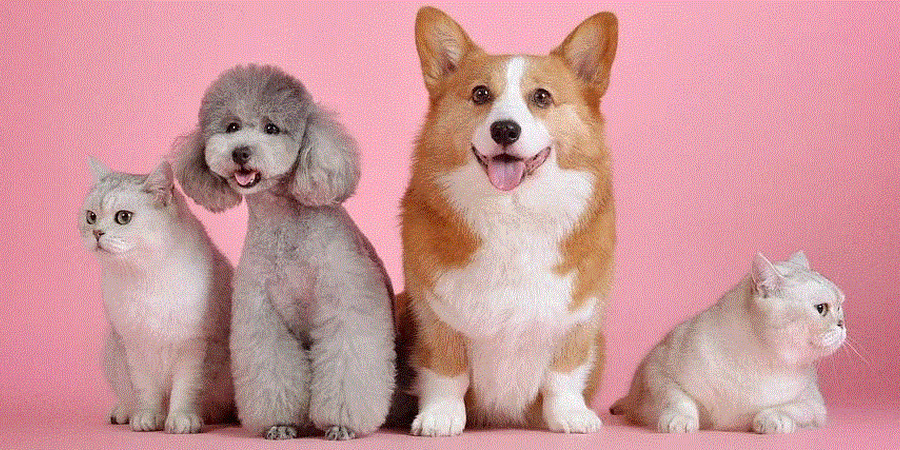 Maintaining Urinary Health - Are Pet UTIs More Common Nowadays?