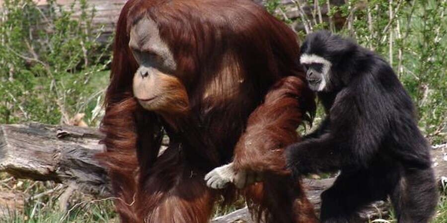 PECO Primate Reserve - Philadelphia Zoo