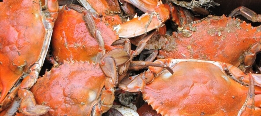 Best All-You-Can-Eat-Crab Spots in Maryland