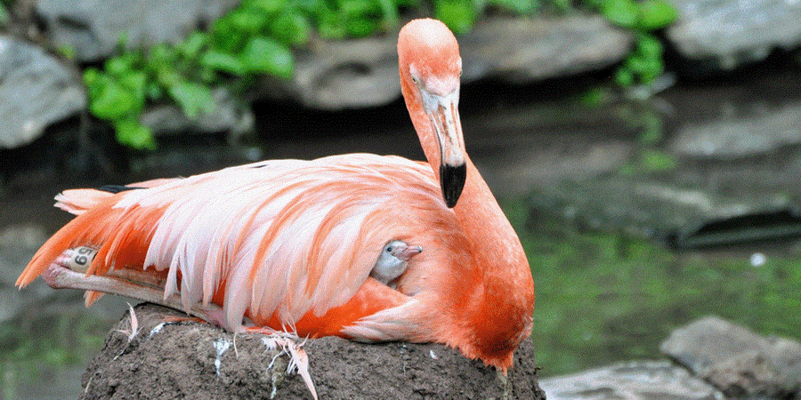 Philadelphia Zoo is pleased to welcome an adorable new member to its ever-growing family: a flamingo chick