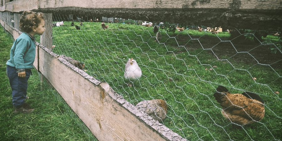 International Respect for Chickens Day, May 4th 