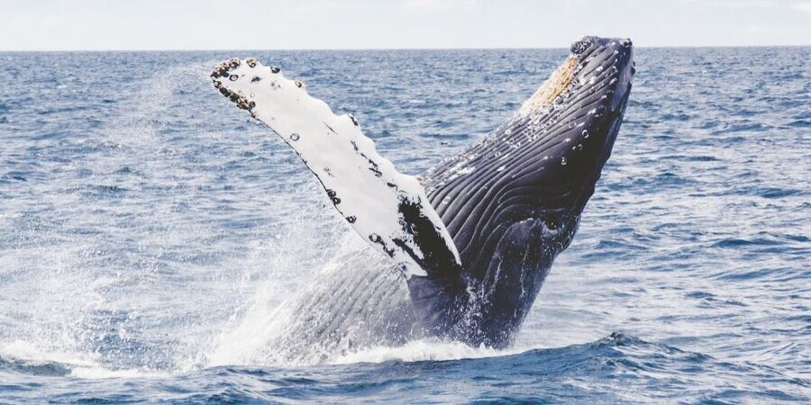 5 Best Whale Watching Spots in The State of New Jersey