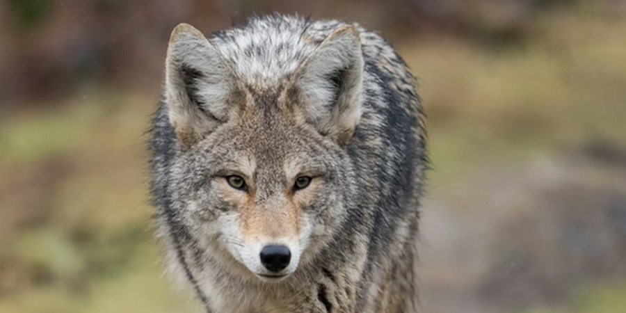 Delaware State Warning: "Brazen" Predator Spotted in Backyards