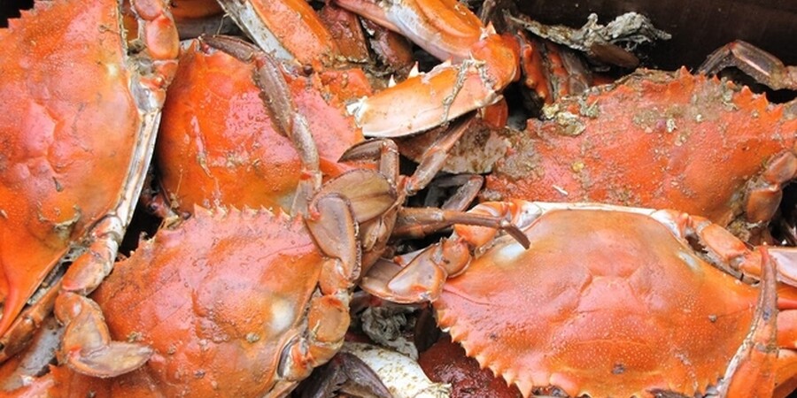 The Best Crabbing Spots in New Jersey