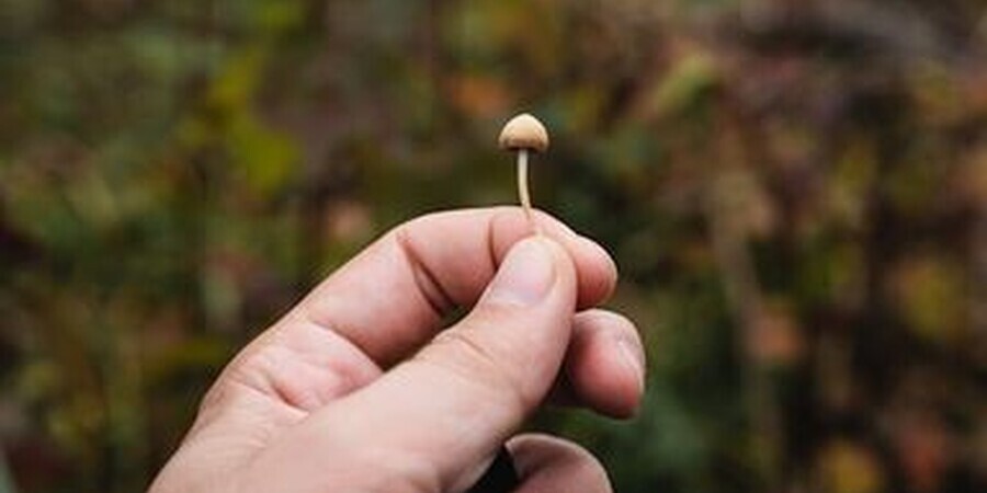 5 Tips for Having a Perfect Mushroom Trip While in Philadelphia