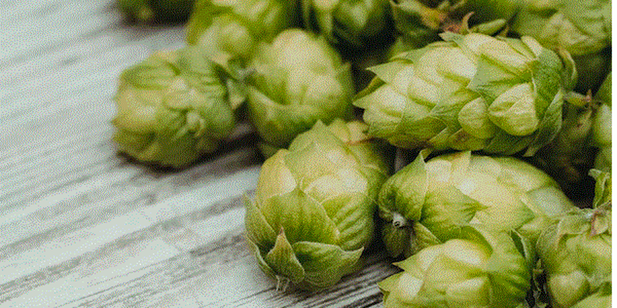 City Cuts Down Philadelphia Brewings Hop Crop 