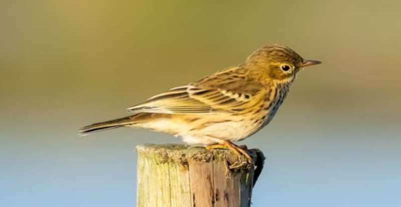 The Best Birding Trails in Pennsylvania: Top Spots for Wildlife Spotting