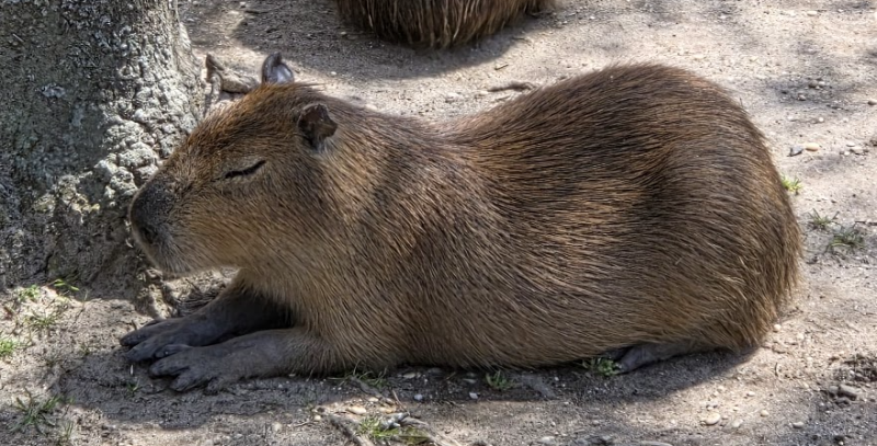 Where to See Capybaras Near Philadelphia