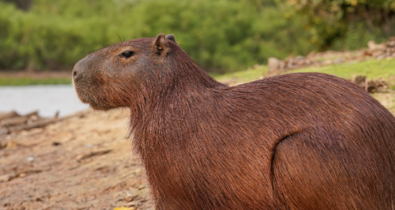 Capybaras are native to South American waterways.. Source: Wikipedia
