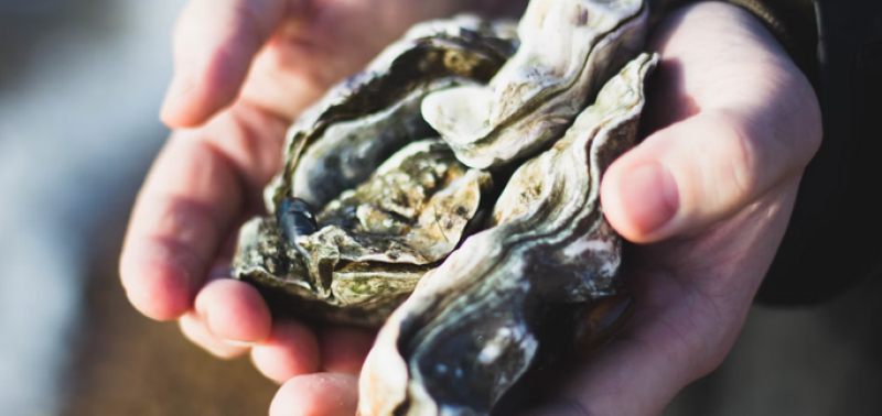 7 Best Oyster Shacks in Maryland