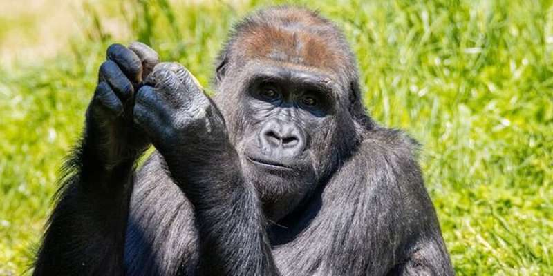 Philadelphia Zoo Welcomes Patty the Gorilla