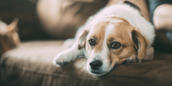 Experience Philadelphia with Furry Friends