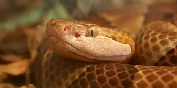 The Return of Pennsylvania's Venomous Snakes: Spring 2026