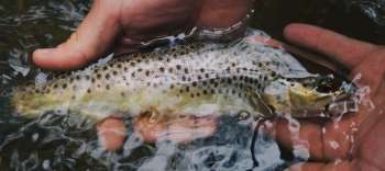 How Many Trout Are Released in Pennsylvania in 2023?