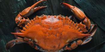 The Best Cream of Crab Soup in Maryland