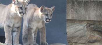 Philadelphia Zoo Welcomes Two Orphaned Puma Siblings