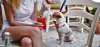 6 Best Dog-Friendly Restaurants in Cape May, NJ