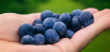 New Jersey’s State Fruit: The Delicious Blueberry 