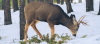 What is Pennsylvania Deer Population?