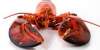 5 Must-Try Best Place to Eat Lobster in New Jersey